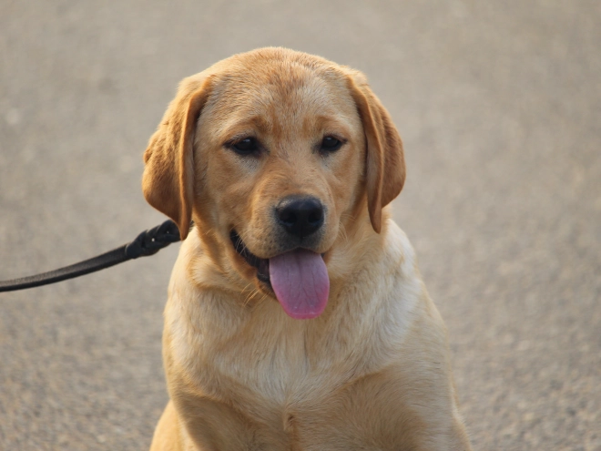 Labrador Retriever puppy for sale