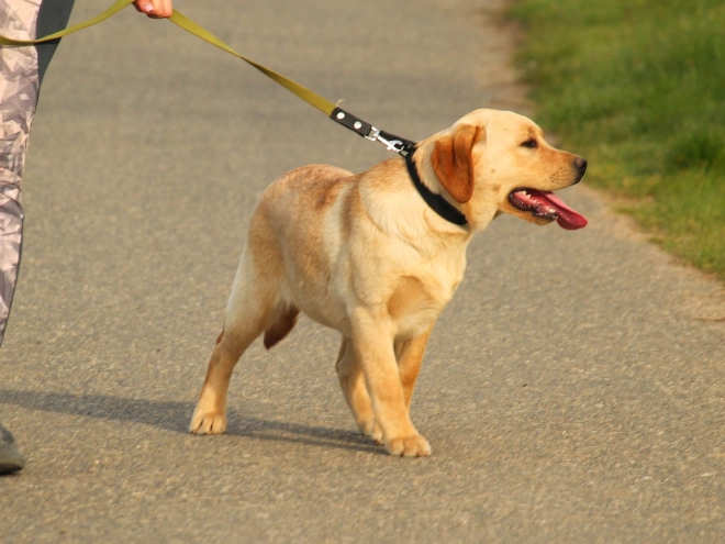 Labrador Retriever Welpe kaufen