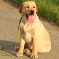 Diva, golden Labrador Retriever for sale