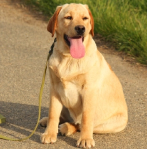 Labrador Retriever Welpe zu verkaufen