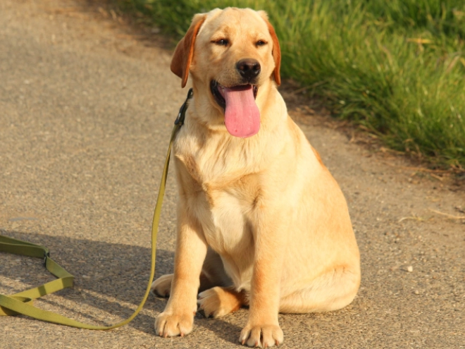 Labrador Retriever Welpe kaufen