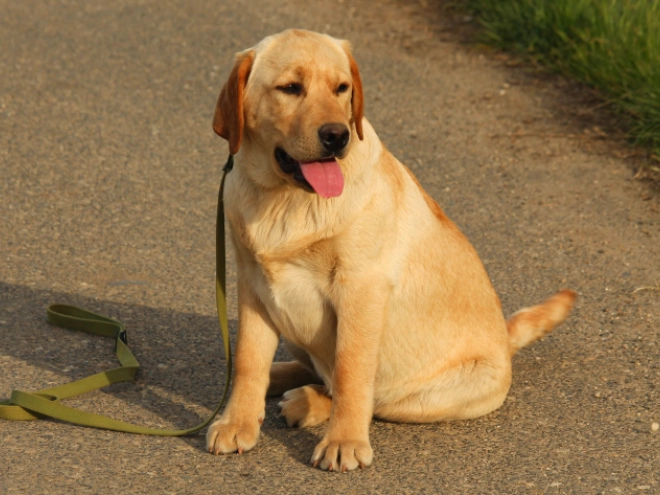 Labrador Retriever Welpe kaufen
