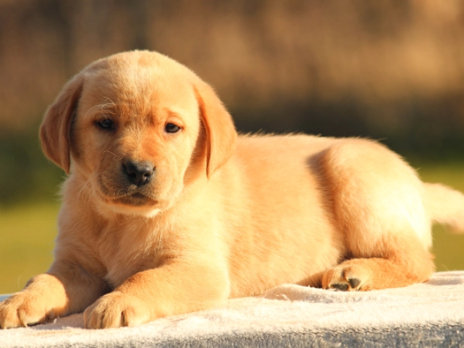 Labrador Retriever Welpe kaufen