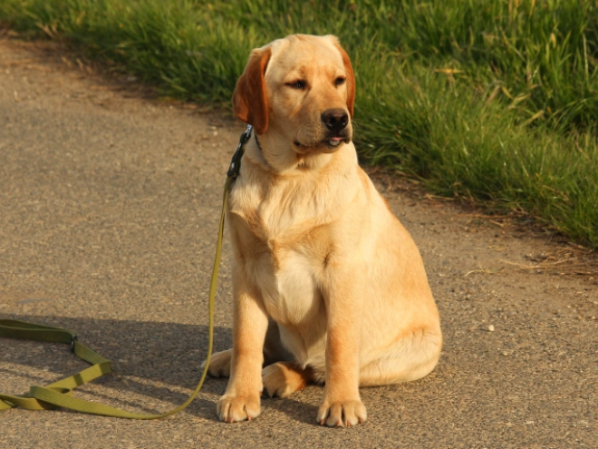 Labrador Retriever Welpe kaufen