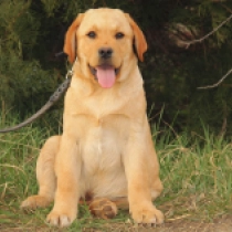Perros Labrador Retriever en venta