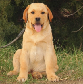 Perros Labrador Retriever en venta