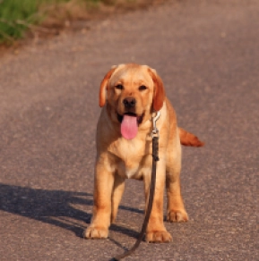 Labrador Retriever puppy for sale