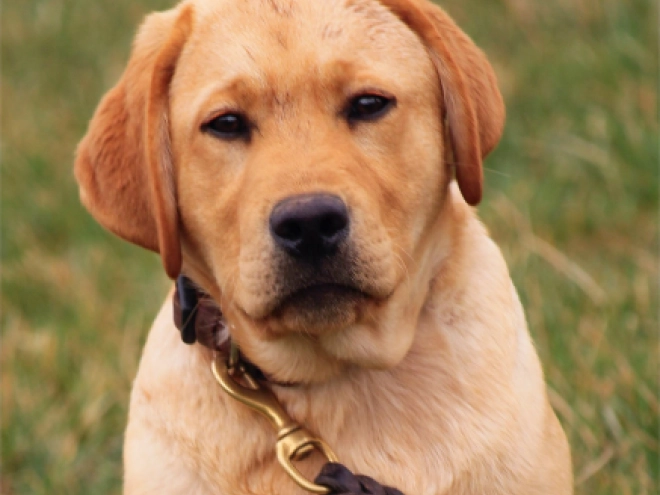 Perros Labrador Retriever en venta