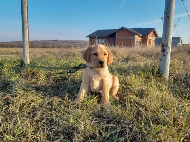 Perros Labrador Retriever en venta