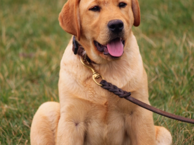 Perros Labrador Retriever en venta