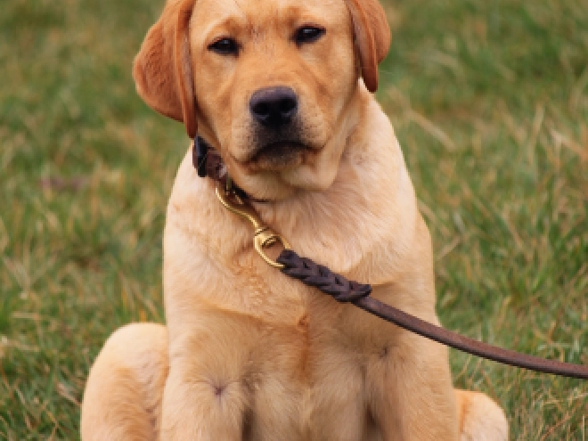 Perros Labrador Retriever en venta