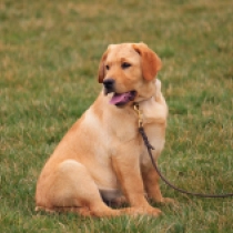 Perros Labrador Retriever en venta