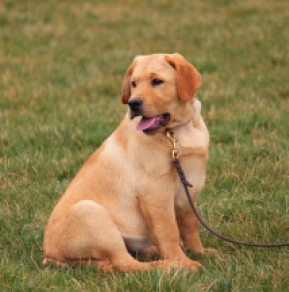 Labrador Retriever puppy for sale
