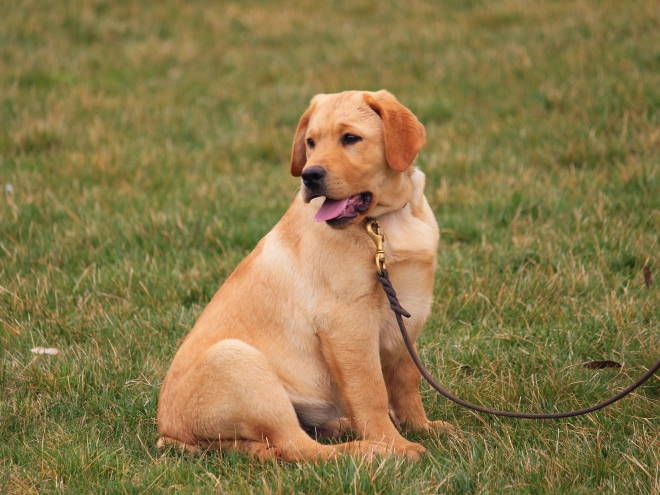 Perros Labrador Retriever en venta