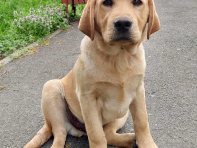 Perros Labrador Retriever en venta