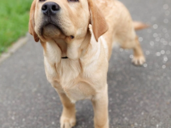 Perros Labrador Retriever en venta