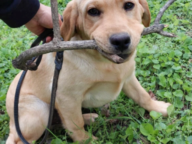Perros Labrador Retriever en venta
