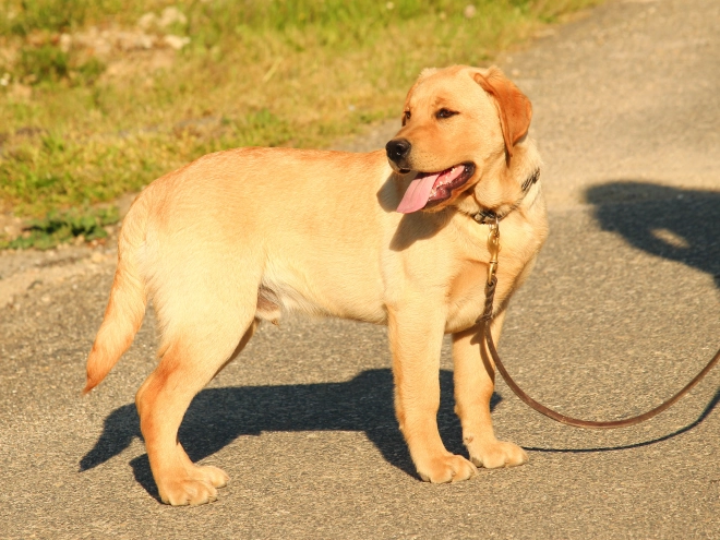 Perros Labrador Retriever en venta