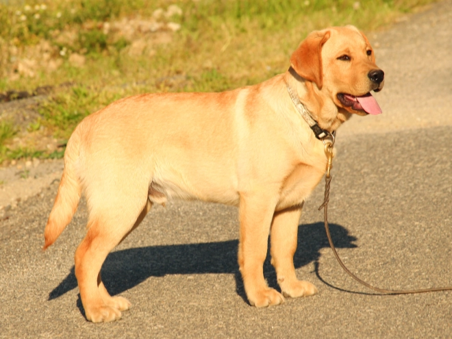Perros Labrador Retriever en venta