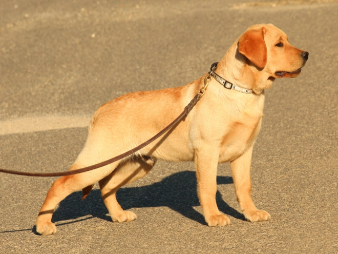 Perros Labrador Retriever en venta