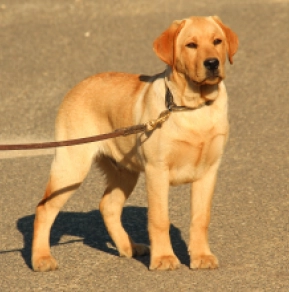 Labrador Retriever Welpe zu verkaufen