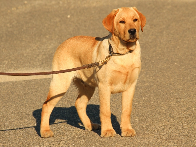 Perros Labrador Retriever en venta