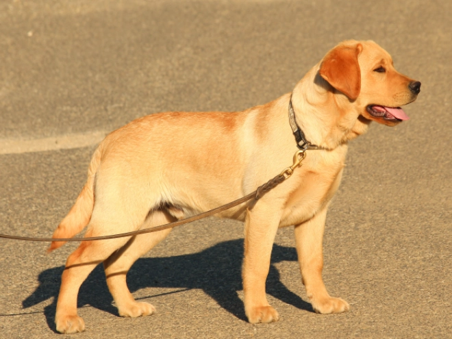 Perros Labrador Retriever en venta