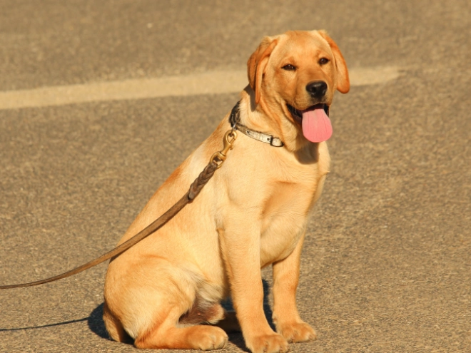 Perros Labrador Retriever en venta