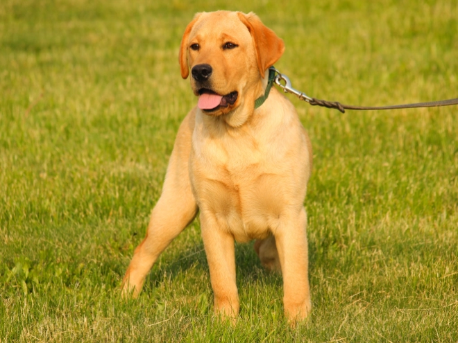 Perros Labrador Retriever en venta