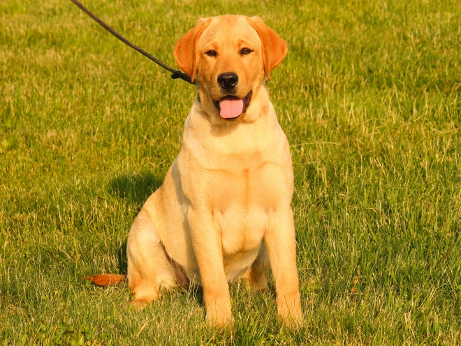 Perros Labrador Retriever en venta