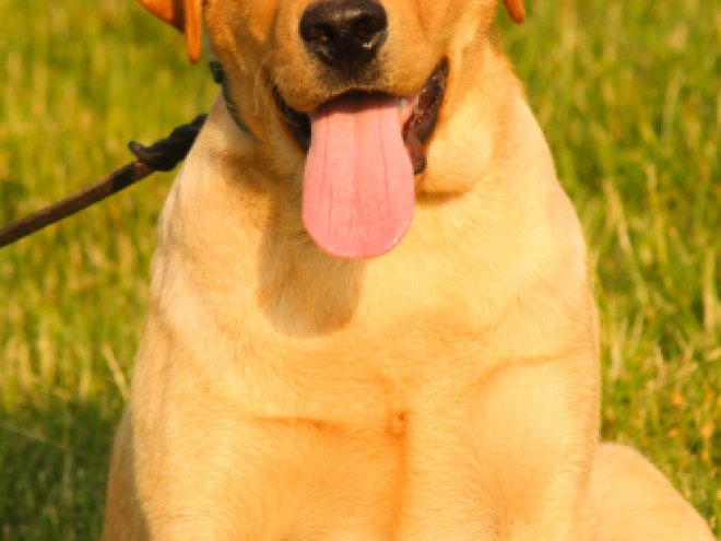 Perros Labrador Retriever en venta