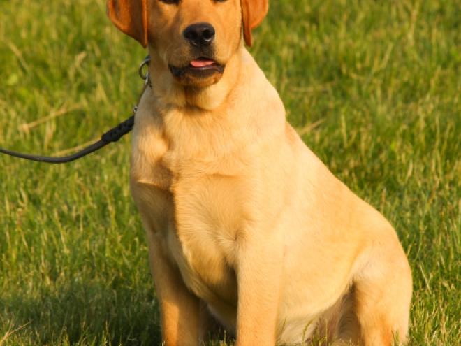 Perros Labrador Retriever en venta