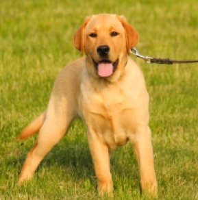 Labrador Retriever Welpe kaufen
