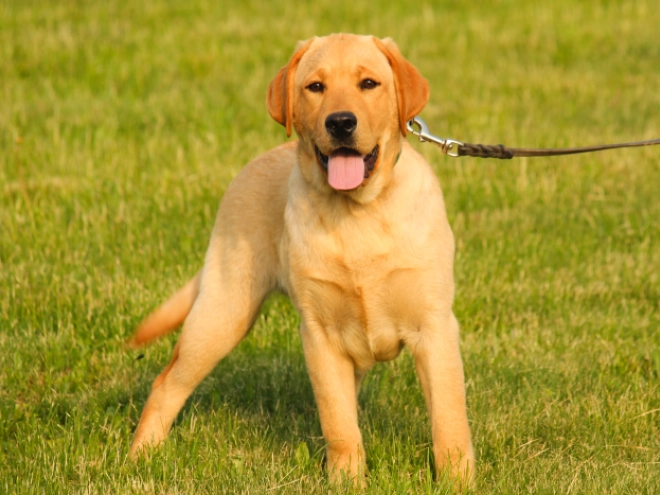 Perros Labrador Retriever en venta