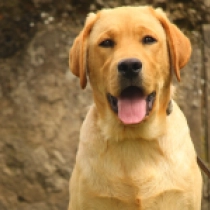 Derby, golden Labrador Retriever Welpen kaufen