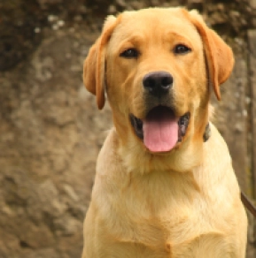 Labrador Retriever puppy for sale