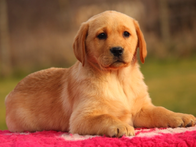 Labrador Retriever Welpe zu verkaufen
