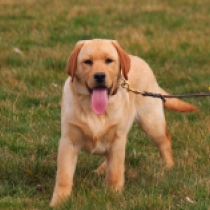 Perros Labrador Retriever en venta
