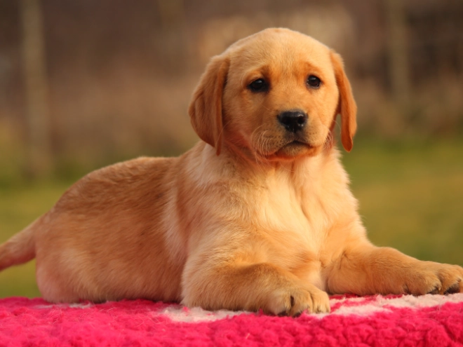 Labrador Retriever Welpe zu verkaufen