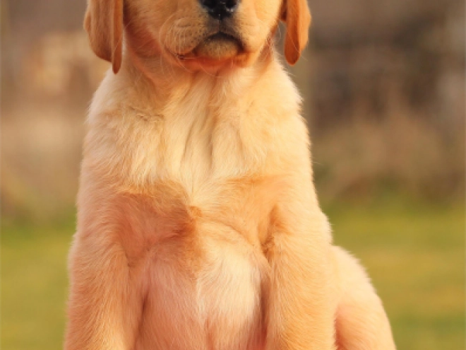Labrador Retriever Welpe zu verkaufen