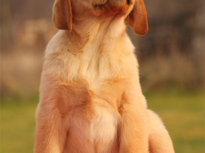 Labrador Retriever Welpe zu verkaufen