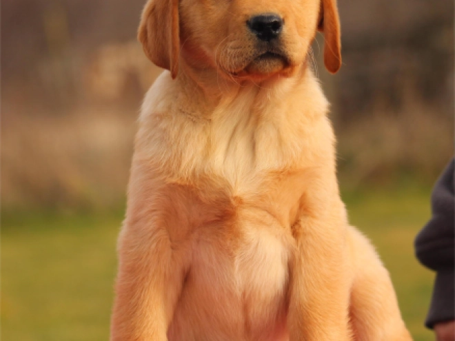 Labrador Retriever Welpe zu verkaufen