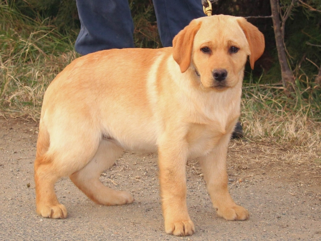 Labrador Retriever Welpe zu verkaufen