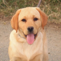 Perros Labrador Retriever en venta