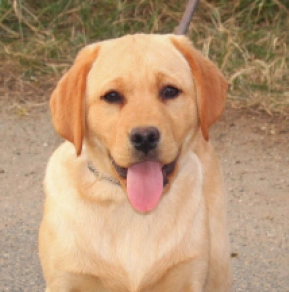 Perros Labrador Retriever en venta