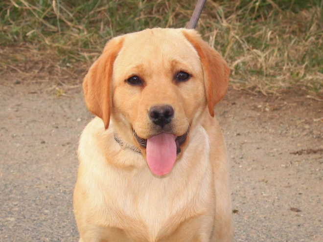 Labrador Retriever Welpe zu verkaufen