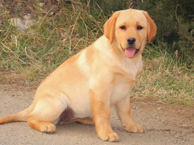 Labrador Retriever Welpe zu verkaufen