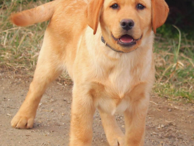 Labrador Retriever Welpe zu verkaufen