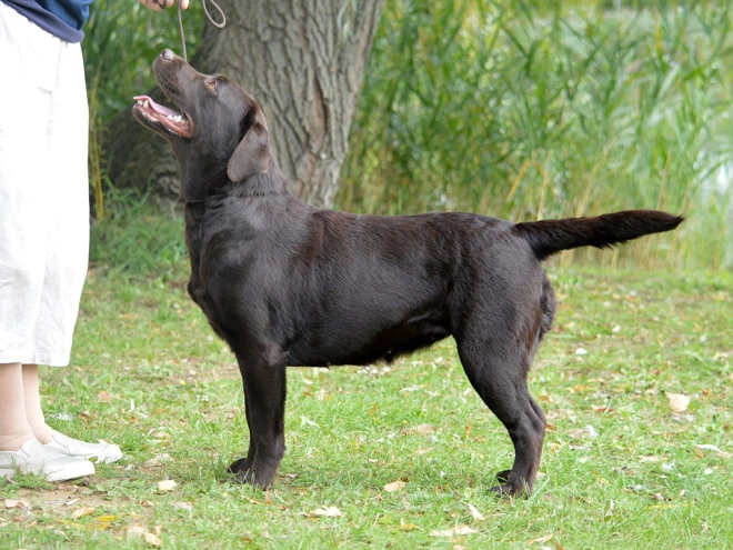 Perros Labrador Retriever en venta