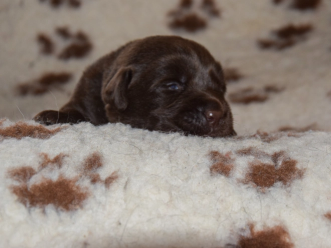 Labrador Retriever puppy for sale